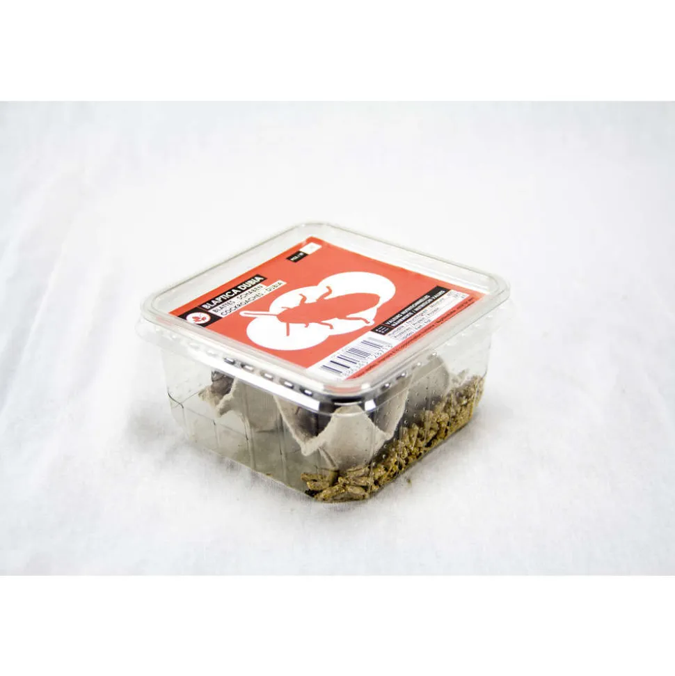 STOFFELS - Blattes pour alimentation reptiles, taille L, 10 pièces