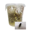 STOFFELS - Drosophiles pour alimentation reptiles