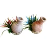 TYROL - Décor aquarium Tyrol whisky jarre plantes