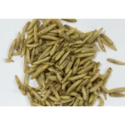 ZOLUX - Insectes séchés 250 g pour oiseaux